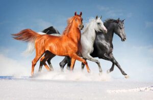 самые красивые лошади